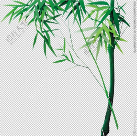 竹子风图片