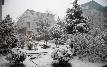 济南第九中学校园冬景图片