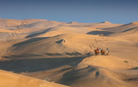大漠驼影图片