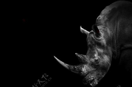犀牛独角动物背景装饰画图片