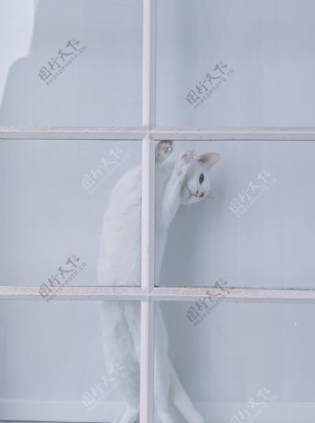 一只白色小猫又懒得表情白色的家图片