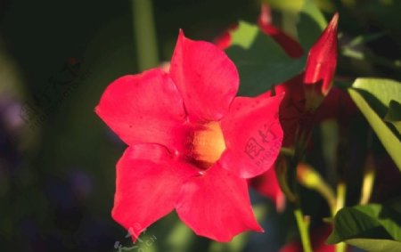 花朵娇柔艳丽的红蝉花图片