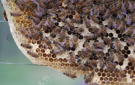 蜂脾养蜂图片