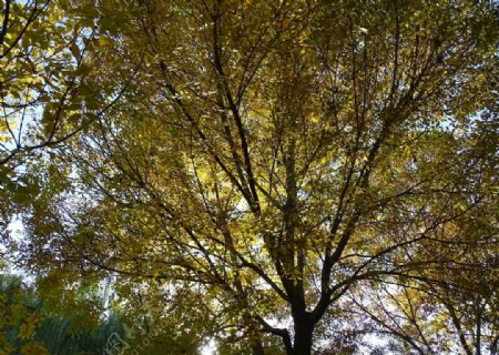 树叶透光图片