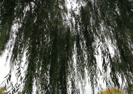 绿色植物柳树垂柳图片
