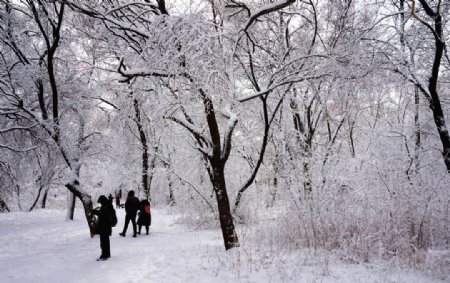 雪道路树木图片