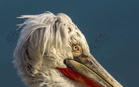 水鸟鹈鹕摄影图片
