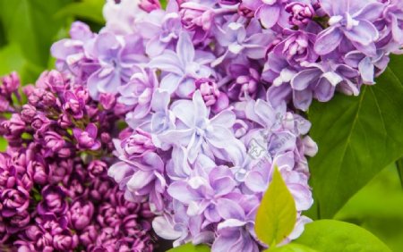 漂亮的紫丁香花图片
