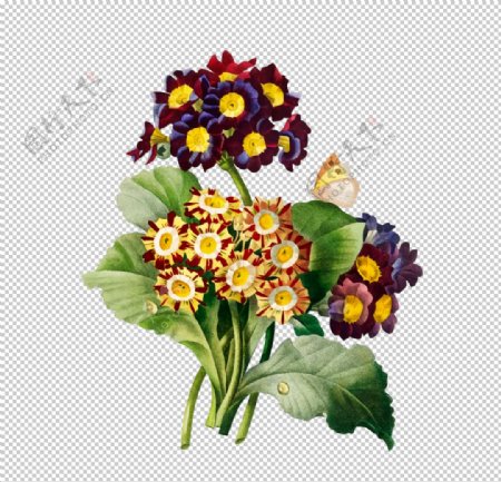 花卉插图图片