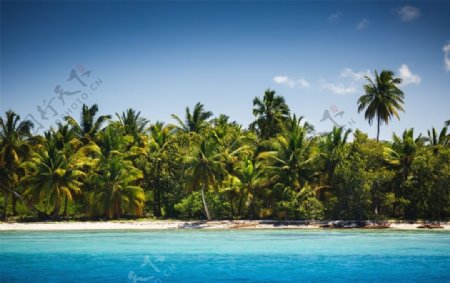 海滩棕榈椰树风景图片