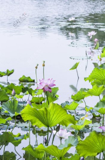 荷花池图片