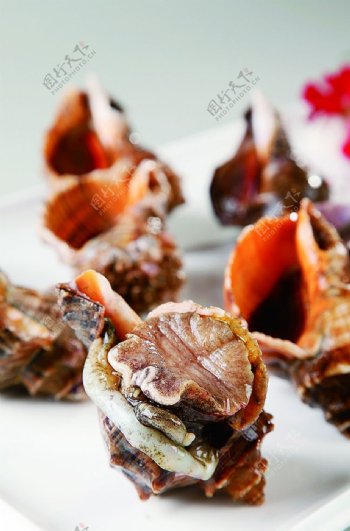 浙菜海螺图片