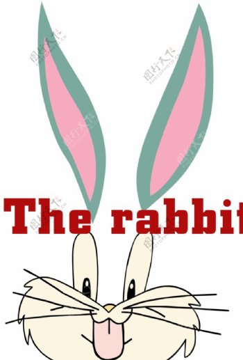 rabbit兔子图片