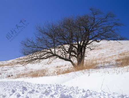 雪中的树木图片