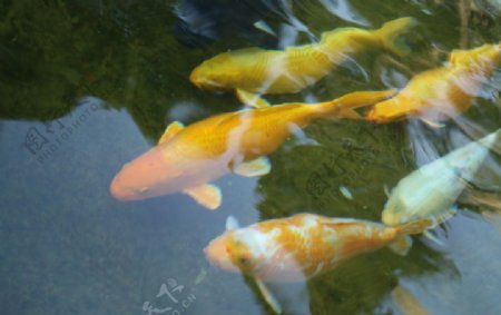岱庙的金鱼图片