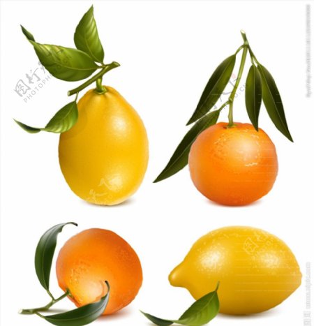 橙子和柠檬矢量图片