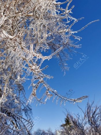 美丽雪景图片