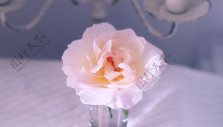 花瓶玫瑰摄影图片