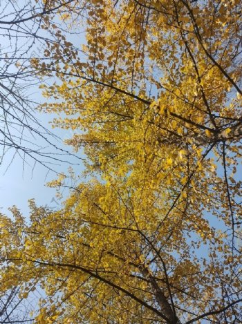 秋季银杏树图片