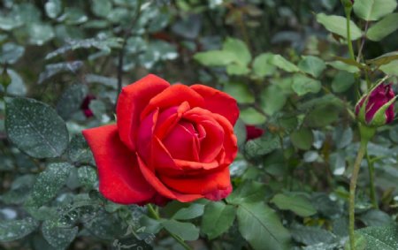 花卉摄影素材大红玫瑰图片