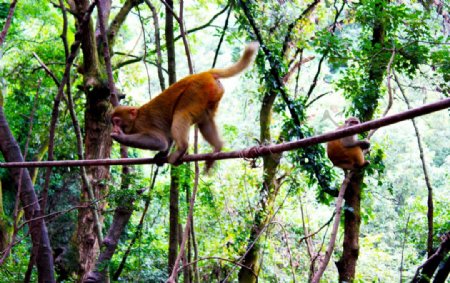 树枝上爬行的猴子图片