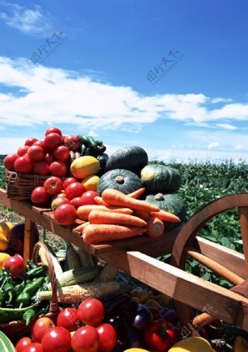 田园蔬菜图片