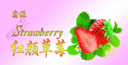 草莓不干胶丹东九九红颜图片