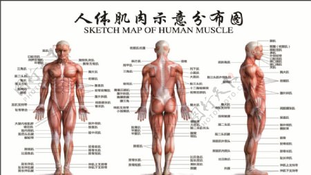 人体肌肉示意分析图图片