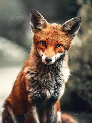 狐狸图片