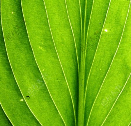 微距叶脉绿色植物图片