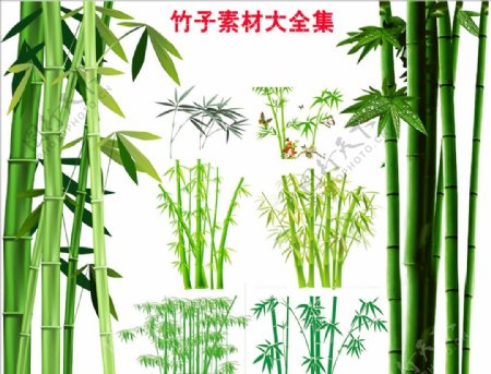 竹子素材富贵竹图片